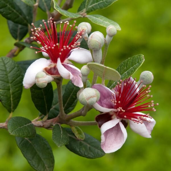 Pineapple Guava Starter Plants for Sale - Image 3