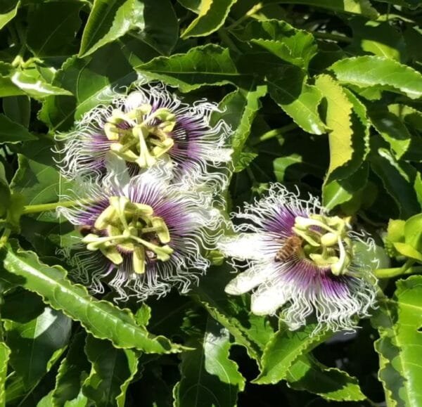 Passionfruit Eduliss 'Red Rover' Starter Plants for Sale - Image 2