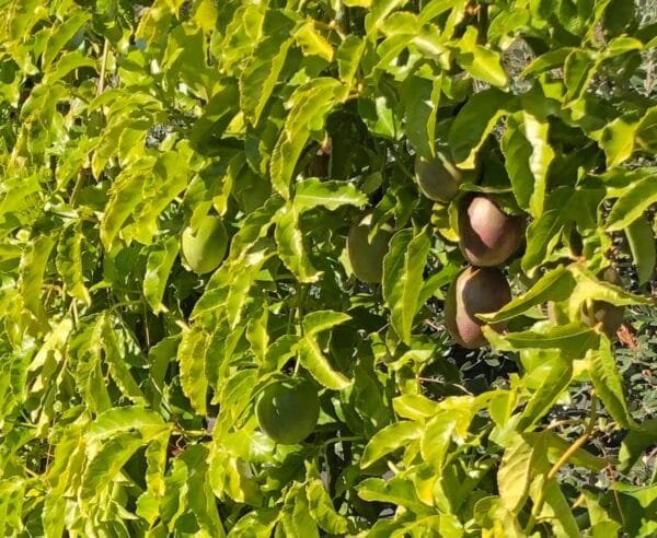 Passionfruit Eduliss 'Red Rover' Starter Plants for Sale