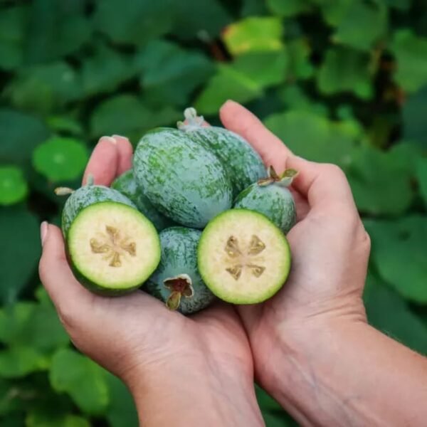 Pineapple Guava Starter Plants for Sale - Image 2