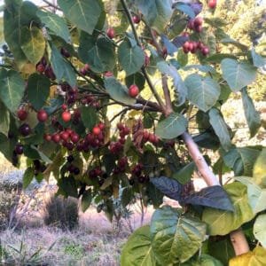 Tamarillo Starter Plants for Sale