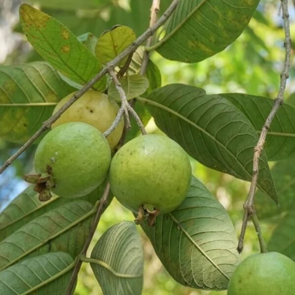 Pineapple Guava Starter Plants for Sale